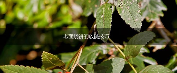 老面烧饼的放碱技巧,第1张