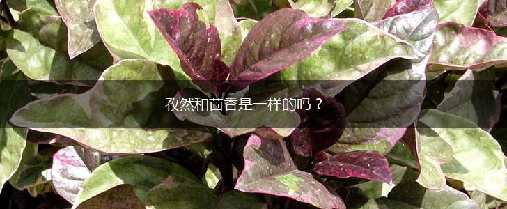 孜然和茴香是一样的吗？,第1张