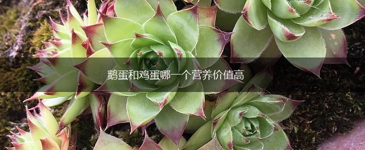 鹅蛋和鸡蛋哪一个营养价值高,第1张