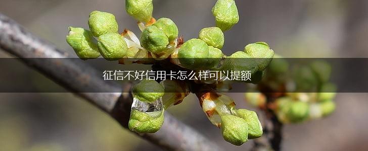 征信不好信用卡怎么样可以提额,第1张