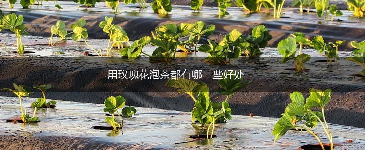 用玫瑰花泡茶都有哪一些好处,第1张
