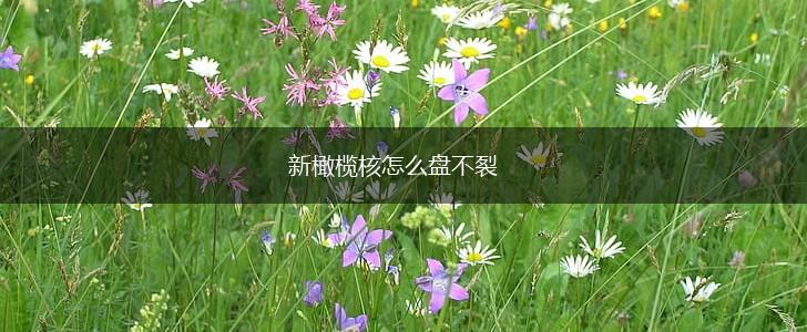 新橄榄核怎么盘不裂,第1张