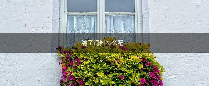 鸽子饲料怎么配,第1张