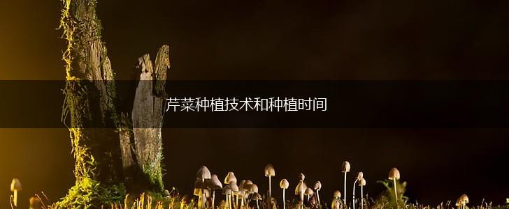 芹菜种植技术和种植时间,第1张
