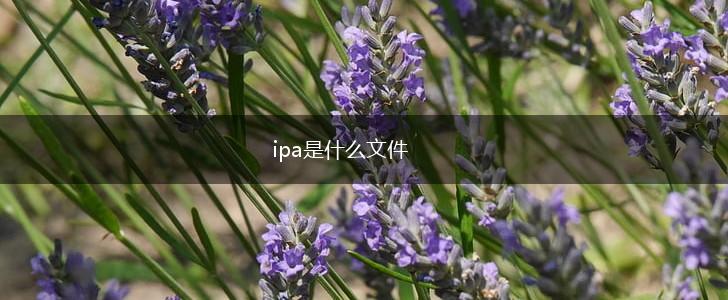 ipa是什么文件,第1张