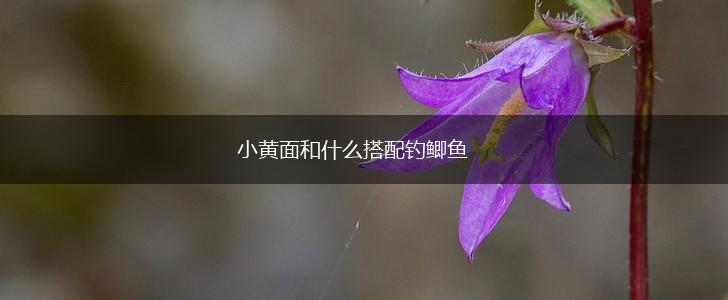 小黄面和什么搭配钓鲫鱼,第1张