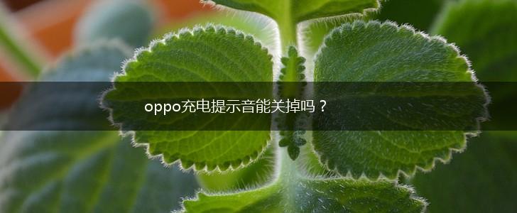 oppo充电提示音能关掉吗？,第1张