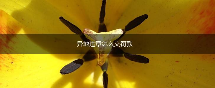 异地违章怎么交罚款,第1张