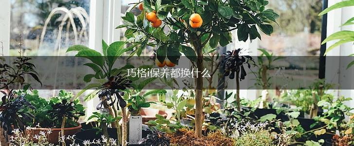 巧格i保养都换什么,第1张