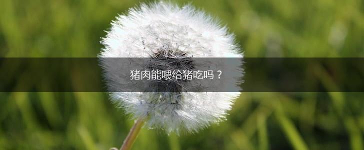 猪肉能喂给猪吃吗？,第1张