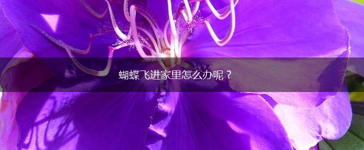 蝴蝶飞进家里怎么办呢？,第1张