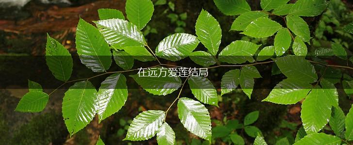 在远方爱莲结局,第1张
