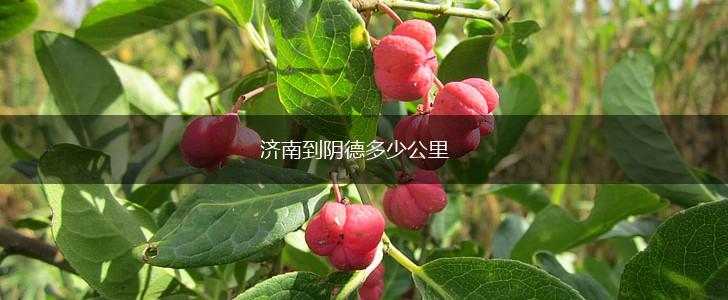 济南到阴德多少公里,第1张