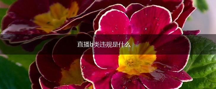 直播b类违规是什么,第1张