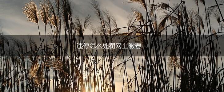 违停怎么处罚网上缴费,第1张