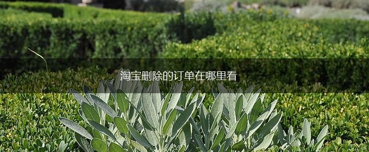 淘宝删除的订单在哪里看,第1张
