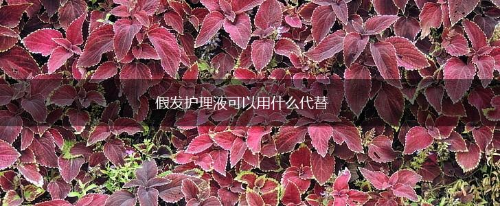 假发护理液可以用什么代替,第1张