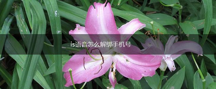 is语音怎么解绑手机号,第1张
