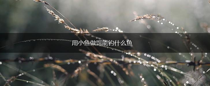 用小鱼做饵能钓什么鱼,第1张