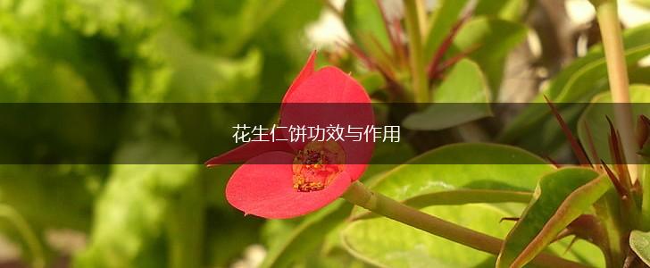 花生仁饼功效与作用,第1张