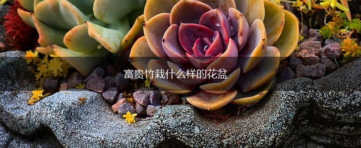 富贵竹栽什么样的花盆,第1张