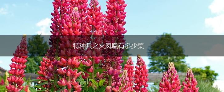 特种兵之火凤凰有多少集,第1张