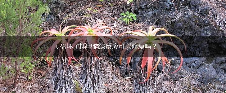 u盘坏了插电脑没反应可以修复吗?,第1张 u盘坏了插电脑没反应可以修复吗?,第1张