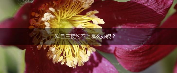 科目三预约不上怎么办呢？,第1张