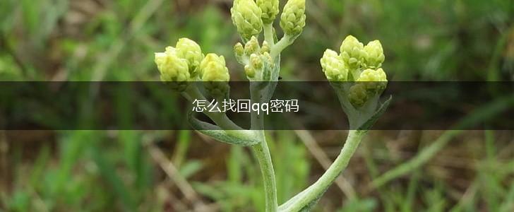 怎么找回qq密码,第1张