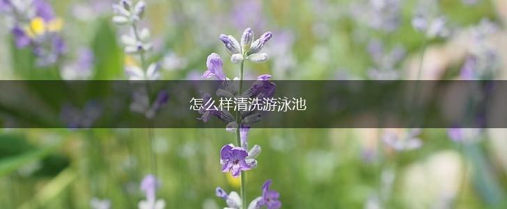怎么样清洗游泳池,第1张