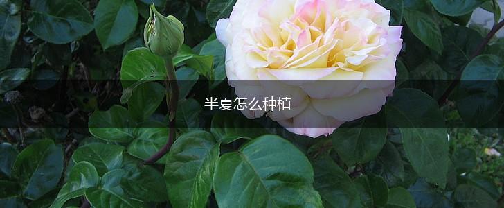 半夏怎么种植,第1张
