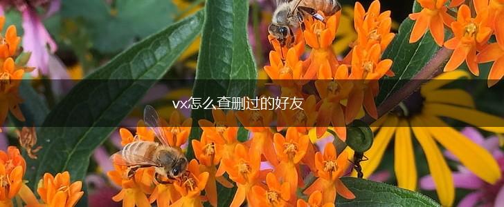 vx怎么查删过的好友,第1张