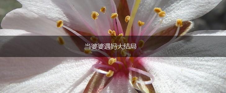 当婆婆遇妈大结局,第1张