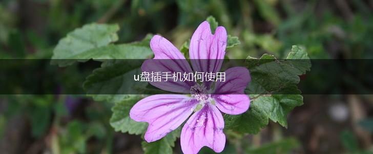 u盘插手机如何使用,第1张