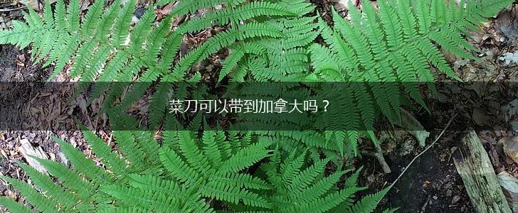 菜刀可以带到加拿大吗？,第1张