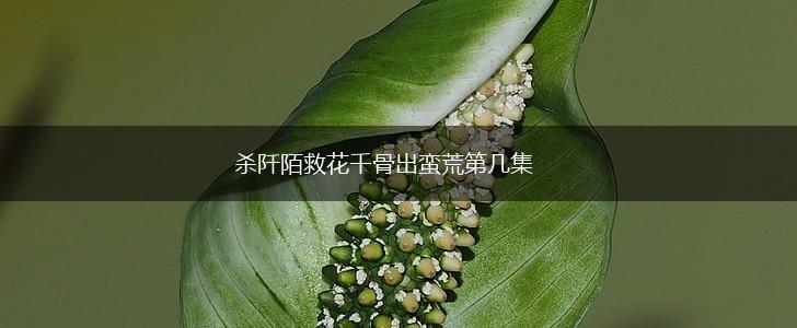 杀阡陌救花千骨出蛮荒第几集,第1张