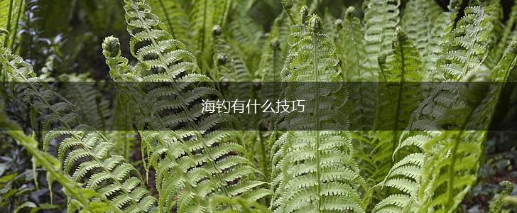 海钓有什么技巧,第1张