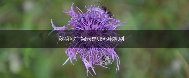 秋荷邵宁婉云是哪部电视剧,第1张