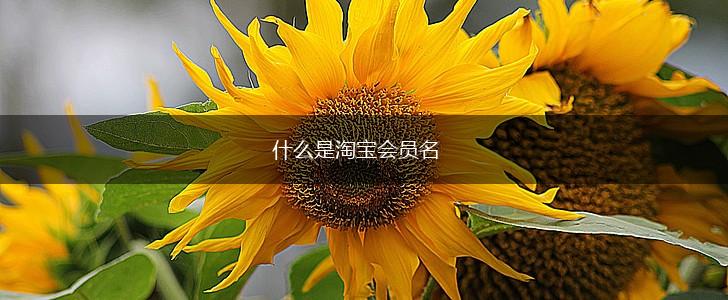 什么是淘宝会员名,第1张