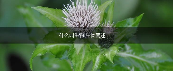什么叫生物 生物简述,第1张