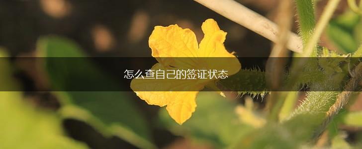 怎么查自己的签证状态,第1张