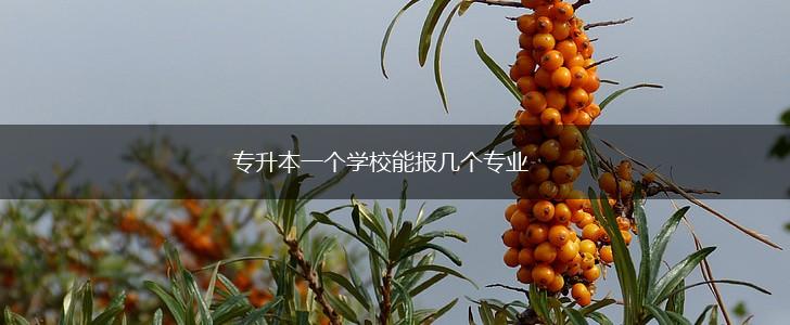 专升本一个学校能报几个专业,第1张