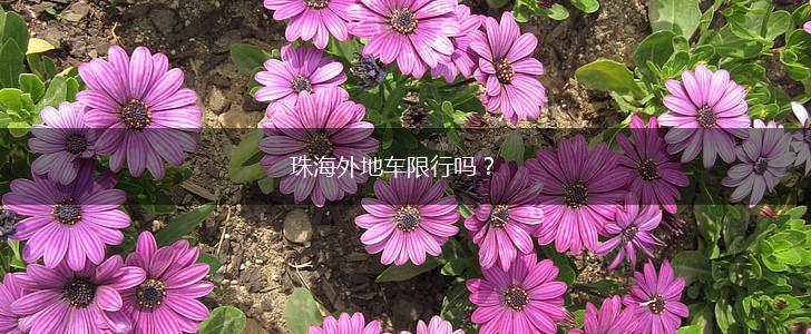 珠海外地车限行吗？,第1张