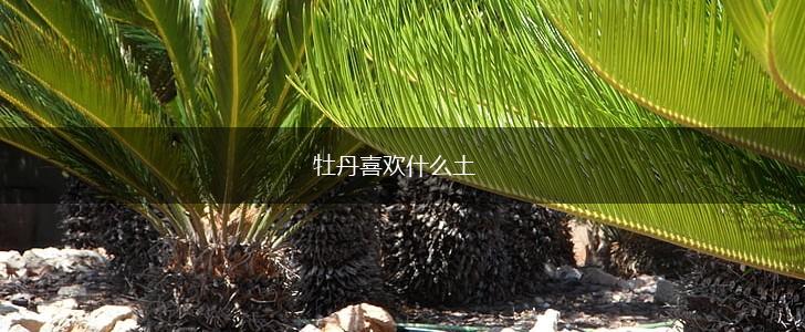 牡丹喜欢什么土,第1张