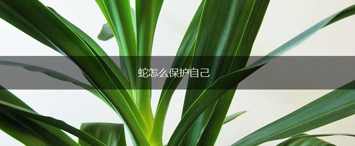 蛇怎么保护自己,第1张