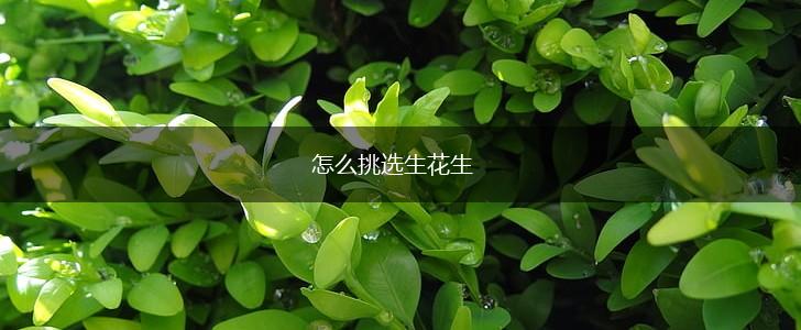 怎么挑选生花生,第1张