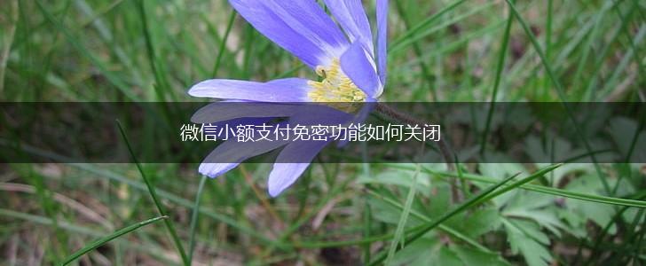 微信小额支付免密功能如何关闭,第1张
