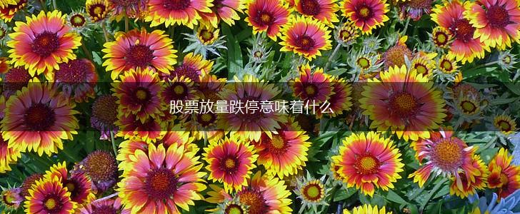 股票放量跌停意味着什么,第1张