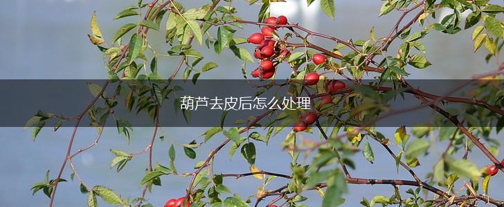葫芦去皮后怎么处理,第1张