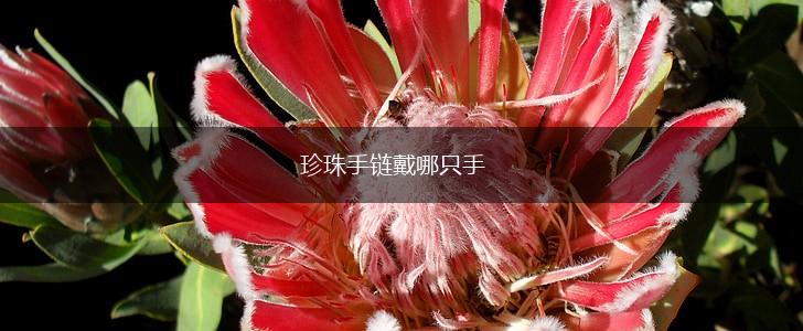 珍珠手链戴哪只手,第1张